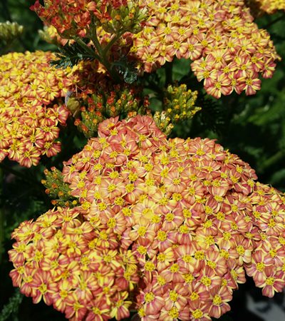 Yarrow Desert Eve™ Terracotta